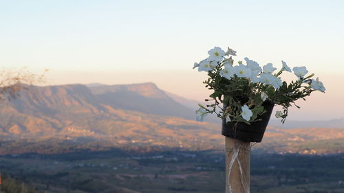 Scenic view of flowering plant against sky