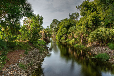 Scenic view of river amidst trees in forest against sky