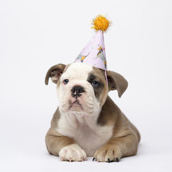 Portrait of a dog against white background