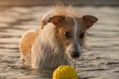 Portrait of dog playing with ball in lake during sunset