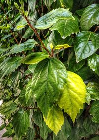 Close-up of insect on leaves