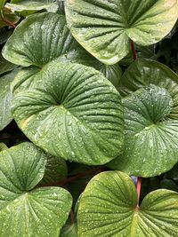 Full frame shot of leaves