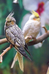 Close-up of birds perching on branch