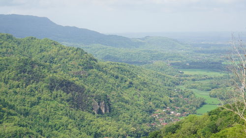 Scenic view of forest against sky