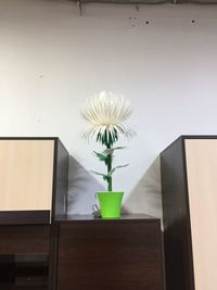 Potted plant on table at home