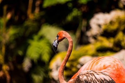 Close-up of a bird