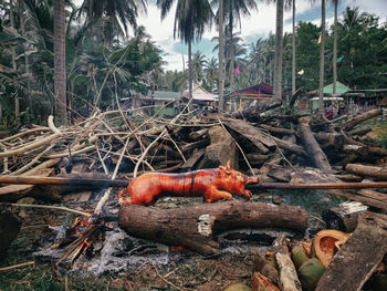 Red chili peppers on tree trunk in field