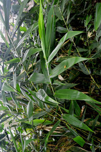 High angle view of bamboo plants on field