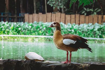 Bird perching on shore