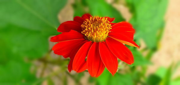 Close-up of red flower