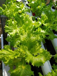 Close-up of fresh green plants