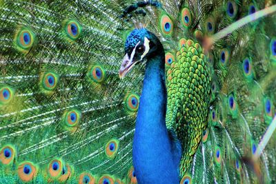 Close-up of fanned out peacock