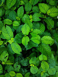 Full frame shot of green leaves