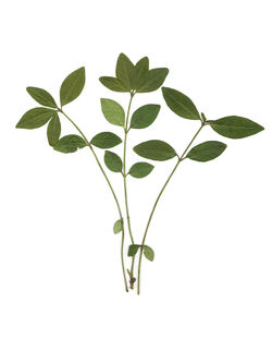 Close-up of leaves against white background