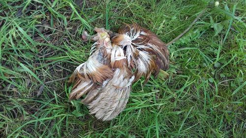 High angle view of bird on field