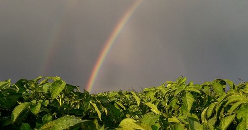 Low angle view of rainbow against sky