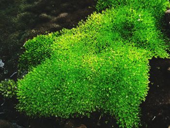 High angle view of fresh green plants in lake