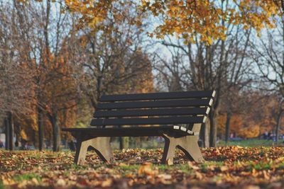 Close-up of bare trees in park during autumn