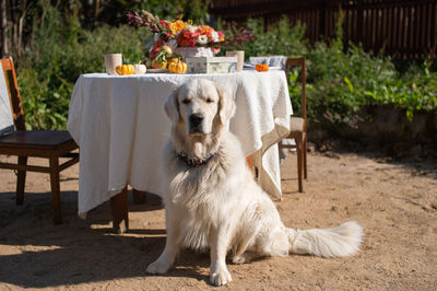 Labrador golden retriever sits on the sand near the table on the street and executes the command