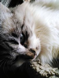 Close-up of cat sleeping