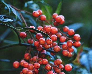 Close-up of berries growing on tree