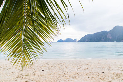 Palm trees on beach against sky