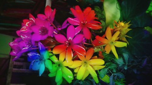 Close-up of flowers