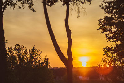 Silhouette trees against sky during sunset