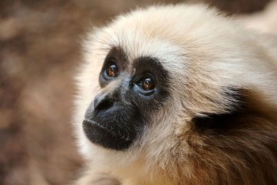 Close-up portrait of a monkey