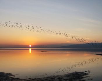 Birds flying over sea against sky during sunset