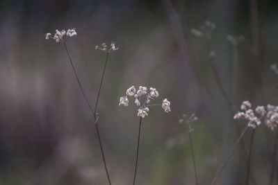 Close-up of flowering plant on field