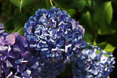 Close-up of purple flowers