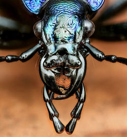 Close-up of beetle head