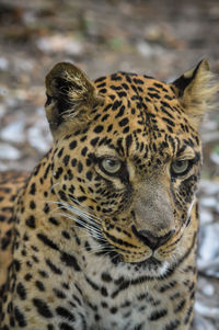 Close-up portrait of a cat