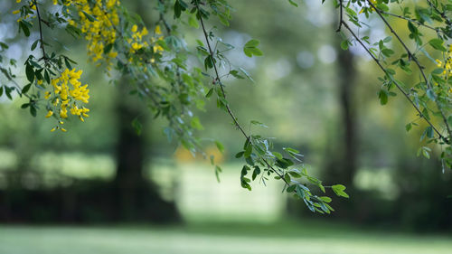 Close-up of flowering plant against blurred background