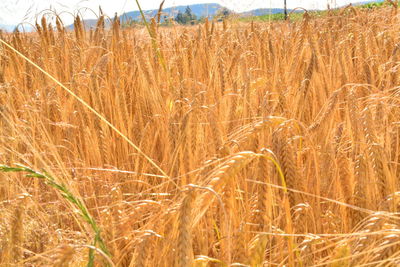 Crop in field