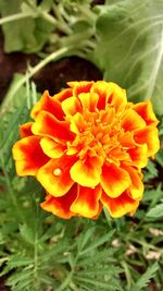 Close-up of orange flower blooming outdoors