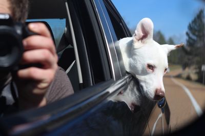 Close-up of man holding dog in car