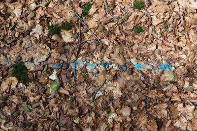 Full frame shot of dried leaves on tree trunk