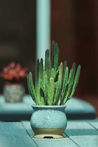 Close-up of potted plant on table