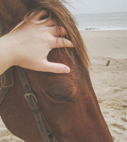 Cropped hand touching horse at beach