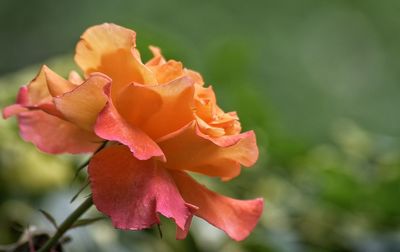 Close-up of pink rose blooming outdoors