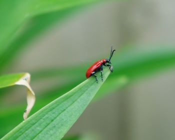 Close-up of insect on leaf