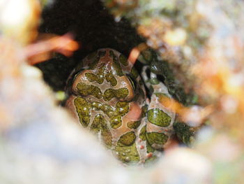 Close-up of frog outdoors