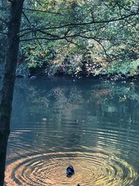 Scenic view of lake in forest