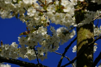 Low angle view of flowers blooming on tree