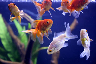 Close-up of fish swimming in aquarium