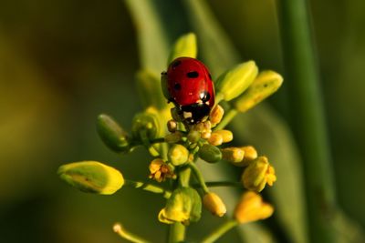 Close-up of ladybug on flower