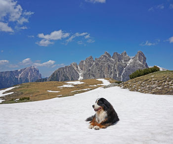 Bernese mountain dog lying on the snow in the mountains. dolomites, italy