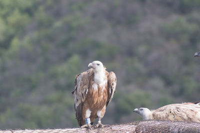 Close-up of eagle